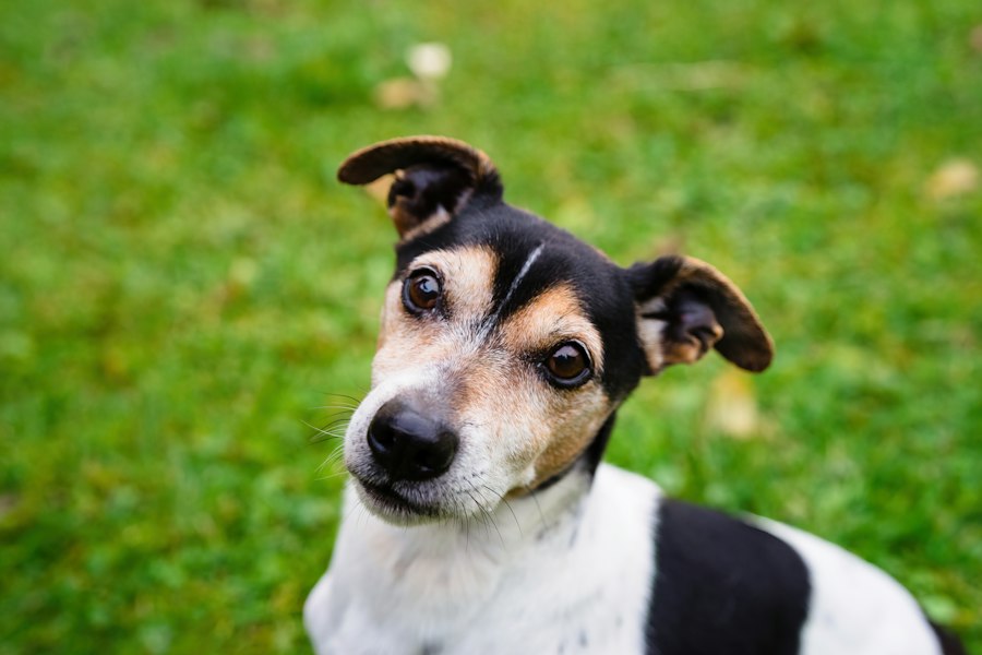 A dog looking alert and engaged outdoors