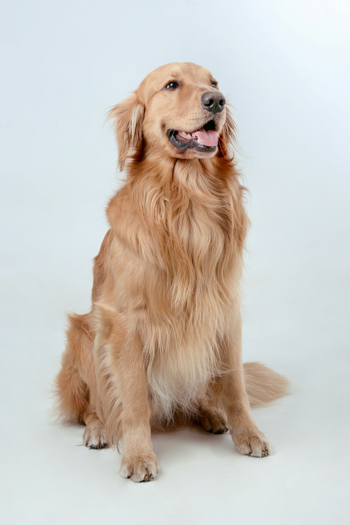 A happy golden retriever sitting against a pale studio background