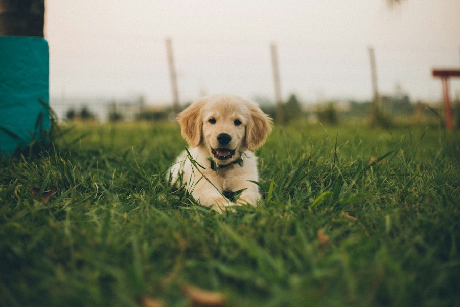 A young puppy with a curious expression