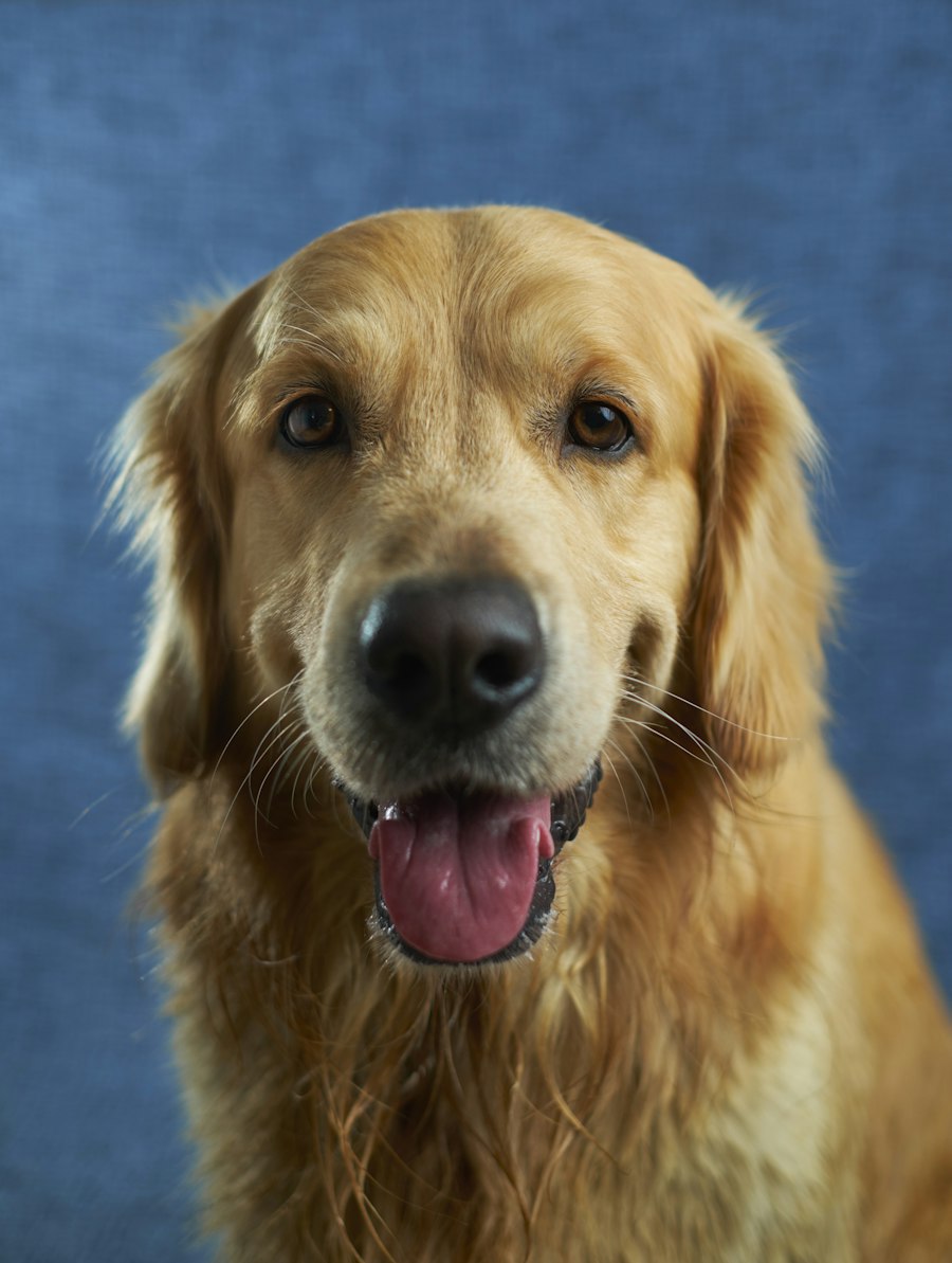 Portrait of an attentive golden retriever